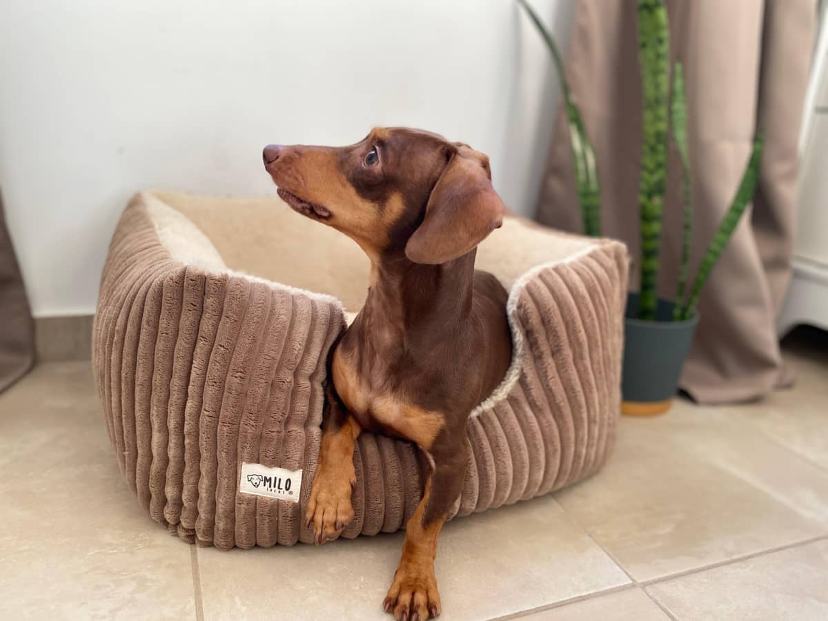 Camas para Mascotas