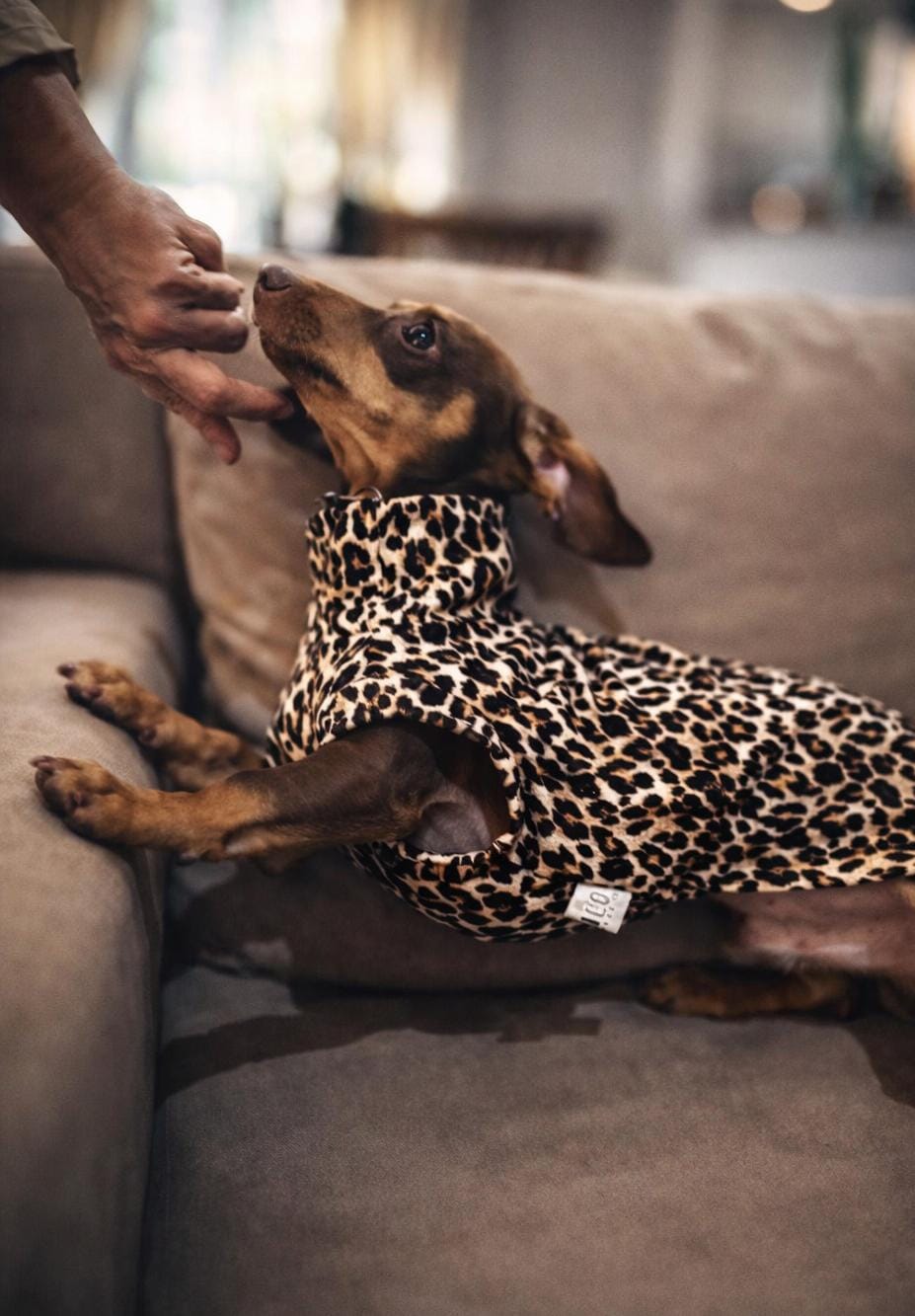 perrito